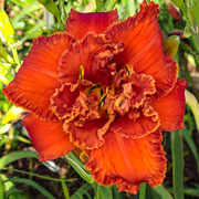 Fire Double Daylily